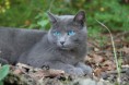 /album/fotogalerij/warriorcats-mistvoet-jpg/